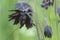 Aquilegia hybrid Black Barlow flower