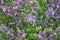 Aquilegia Hybrida, granny`s bonnet, columbine. Popular flowers for garden, parks. Field of blue flowers