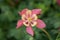 Aquilegia Hybrida, granny`s bonnet, columbine. Popular flowers for garden, parks. Landscape design concept