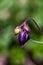 Aquilegia nigricans flower in field, macro