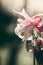 Aquilegia pink flower close-up macro image