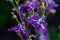 Aquilegia purple in spring garden. Blue flowers of aquilegia in natural background