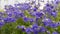 Aquilegia ranunculus decorative perennial flower blossom. Natural blooming meadow with blue aquilegia flower