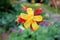 Aquilegia skinneri Tequila Sunrise or Columbine blooming flower on dark green background