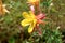 Aquilegia skinneri Tequila Sunrise or Columbine blooming flower in local garden