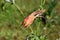 Aquilegia skinneri Tequila Sunrise or Columbine closed flower in local garden