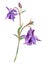 Aquilegia, summer flower, watercolor illustration