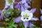 The Aquilegia vulgaris