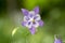 Aquilegia vulgaris, common columbine light purple violet white flowers in bloom