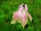 Aquilegia vulgaris , Common columbine pink flower