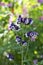 Aquilegia vulgaris, common columbine purple violet white flowers in bloom