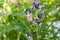 Aquilegia vulgaris, common columbine purple violet white flowers in bloom