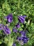 Aquilegia vulgaris - deep purple early summer flower