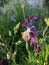 Aquilegia vulgaris - deep purple early summer flower