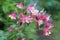 Aquilegia vulgaris, european columbine flowers in garden.