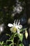 Aquilegia white flower in city yard. Guerrilla gardening