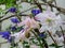 Aquilegia - white flowers in the garden