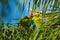 Ara ambigua, Green parrot Great-Green Macaw on tree. Wild rare bird in the nature habitat, sitting on the branch in Costa Rica.