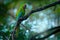 Ara ambigua, green parrot Great-Green Macaw on tree. Wild rare bird in the nature habitat, sitting on the branch in Costa Rica.
