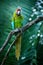 Ara ambigua, green parrot Great-Green Macaw on tree. Wild rare bird in the nature habitat, sitting on the branch in Costa Rica.