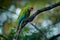 Ara ambigua, Green parrot Great-Green Macaw on tree. Wild rare bird in the nature habitat, sitting on the branch in Costa Rica.