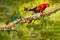 Ara ambigua, green parrot Great-Green Macaw on tree. Wild rare bird in the nature habitat, sitting on the branch in Costa Rica.