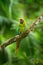 Ara ambigua, Green parrot Great-Green Macaw on tree. Wild rare bird in the nature habitat, sitting on the branch in Costa Rica. Wi