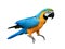 Ara ararauna. Blue-yellow macaw parrot.