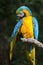 Ara ararauna, blue-and-yellow macaw parrot bird in Parque das aves, Foz do Iguacu, Parana state, Brazil bird park Iguazu Falls