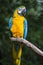 Ara ararauna, blue-and-yellow macaw parrot bird in Parque das aves, Foz do Iguacu, Parana state, Brazil bird park Iguazu Falls