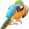 Ara ararauna. Blue-yellow macaw parrot on the hand. Isolated on the white.