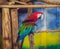 Ara chloropterus,exotic colorful parrot