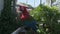 Ara chloropterus red and green macaw resting on a perch in zoo park