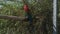 Ara chloropterus red and green macaw resting on a perch in zoo park