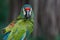 Ara d`Illiger, Blue-winged macaw bire on a branch in Parque das Aves, Foz do Iguacu, Parana state Brazil