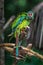Ara d`Illiger, Blue-winged macaw bire on a branch in Parque das Aves, Foz do Iguacu, Parana state Brazil