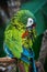 Ara d`Illiger, Blue-winged macaw bire on a branch in Parque das Aves, Foz do Iguacu, Parana state Brazil