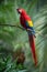Ara Macao, Scarlet macaw
