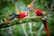 Ara macao, Scarlet Macaw, vertical photo of two red, colorful, big amazonian parrots. Adult feeding chick.