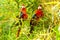 Ara Macaw Pair Of Birds In Amazon Basin