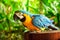 Ara macaws parrot