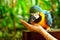 Ara macaws parrot
