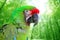 Ara Militaris Military Macaw Green parrot