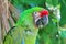 Ara Militaris Military Macaw Green parrot