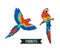 Ara parrot. Isolated vector tropical design element.