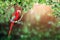 Ara parrot on a liane among tropical leaves