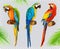 Ara parrot. Macaw. 3d vector icon set