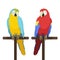 Ara parrot. Macaw. Vector cartoon illustration of red macaw and blue and yellow macaw sitting on a perch.