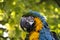 Ara parrot tropical bird Macaw