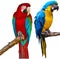 Ara Parrots